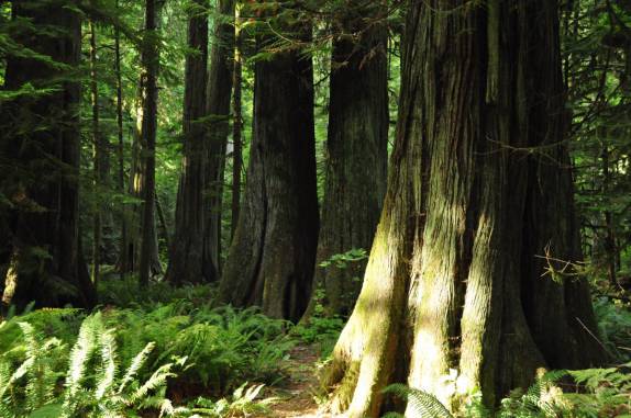 A magnífica floresta de árvores gigantes na Cathedral Grove, na estrada para Tofino, em Vancouver Island, na British Columbia, no Canadá